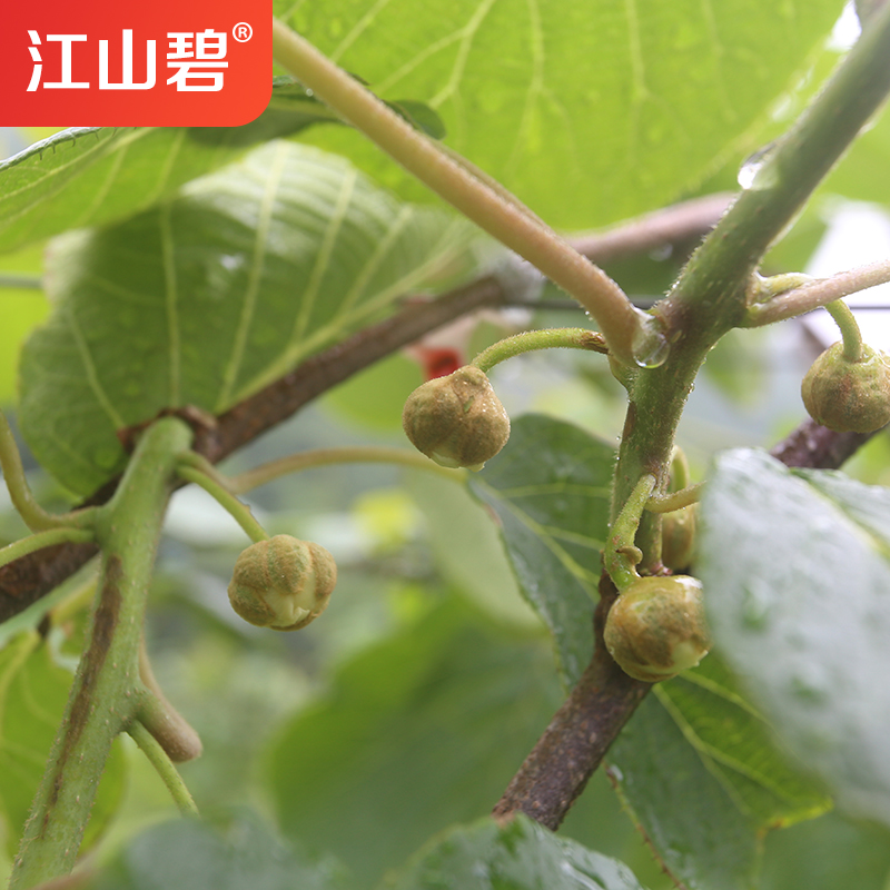江山碧 招代理 新鲜甜爽 江山徐香猕猴桃绿心奇异果应季水果批发代发农场自种——华夏外用产品招商网