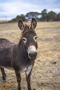 驴奶粉贴牌嘉仕乳业驴奶粉贴牌代加工