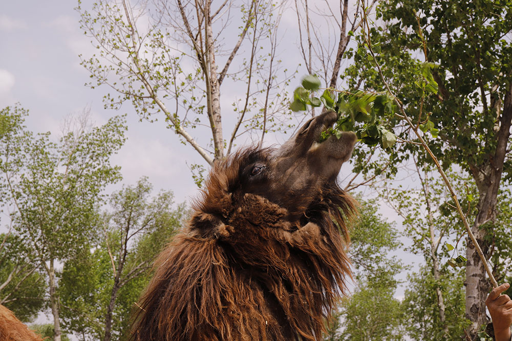 厂家直供骆驼奶粉 骆驼奶粉内蒙产的