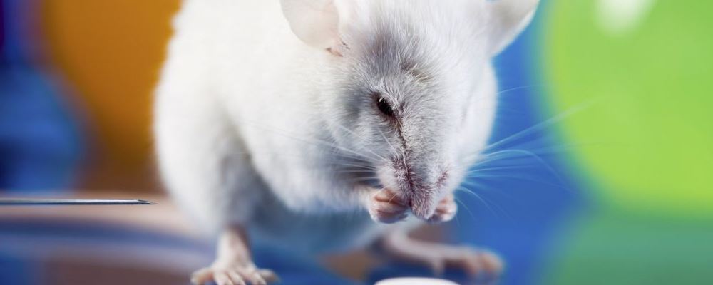 北京发布鼠疫患者最新病情 鼠疫靠什么传播途径 患上鼠疫有什么症状