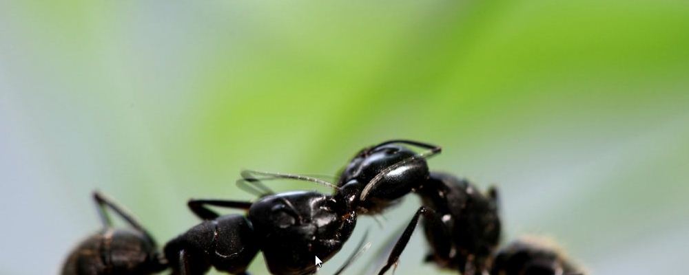 蚂蚁叮咬后怎么处理 秋季如何预防蚊虫叮咬 什么是红火蚁