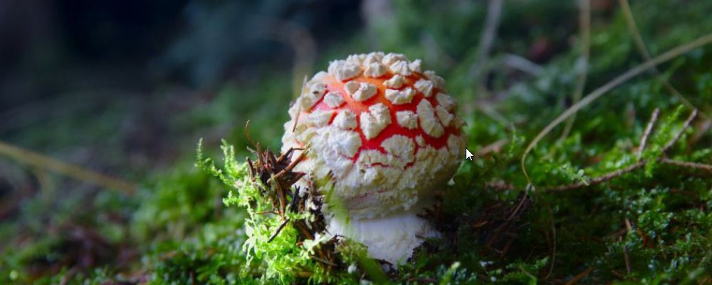 野生菌中毒该怎么办 中毒的表现是什么 吃野生菌会中毒吗