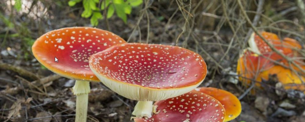 野生菌中毒该怎么办 中毒的表现是什么 吃野生菌会中毒吗