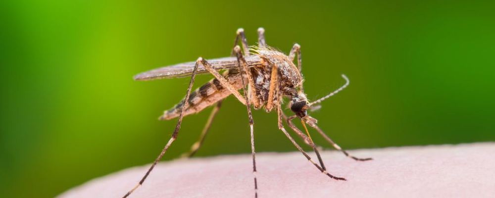 如何预防蚊虫叮咬 为什么养花容易有蚊子 蚊子喜欢鲜艳的颜色吗