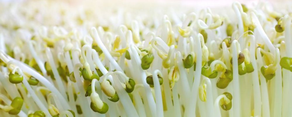 小暑养生应该吃什么好呢 藕适合在小暑时候吃吗 小暑节气多吃丝瓜苗有好处吗